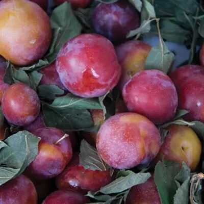 A crate of just-picked plums with the leaves still on